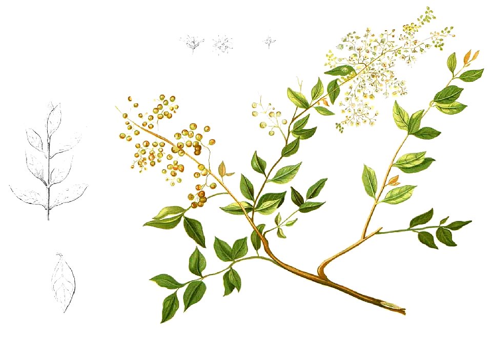 Lawsonia inermis Blanco1.108-cropped