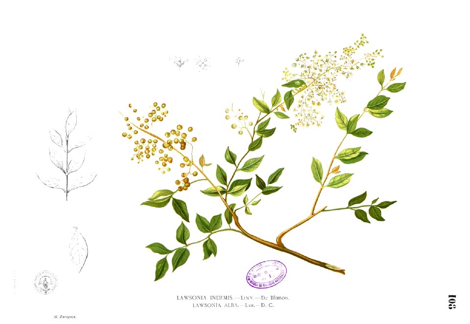 Lawsonia inermis Blanco1.108