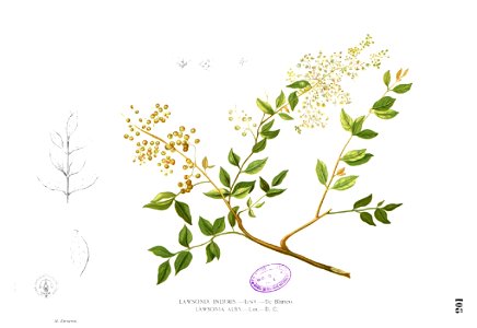 Lawsonia inermis Blanco1.108