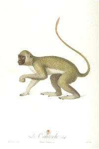 Le callitriche