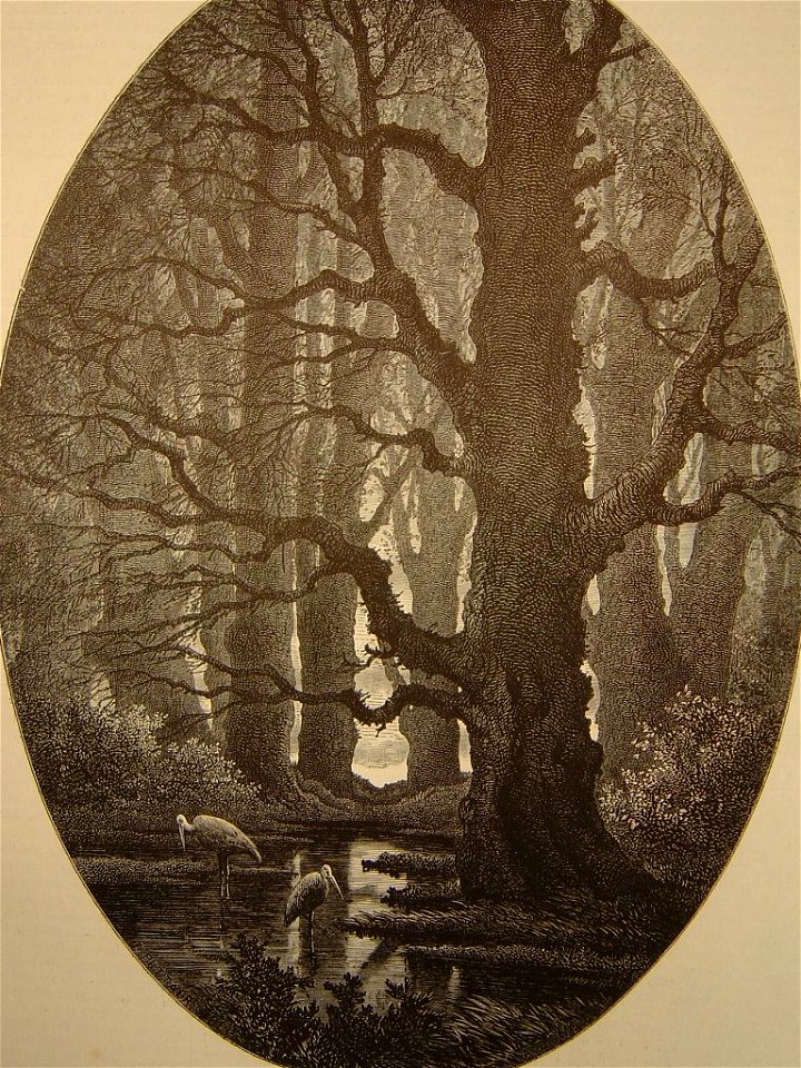 Le bois de La Roche