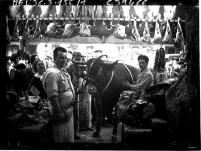 Le boeuf gras acheté par un boucher de la rue Montmartre