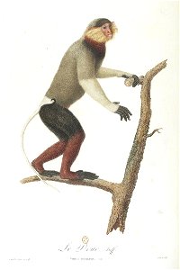 Le douc