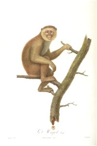 Le magot