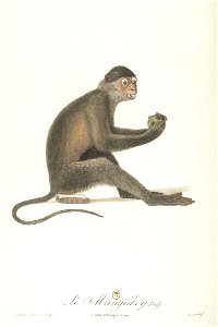 Le mangabey