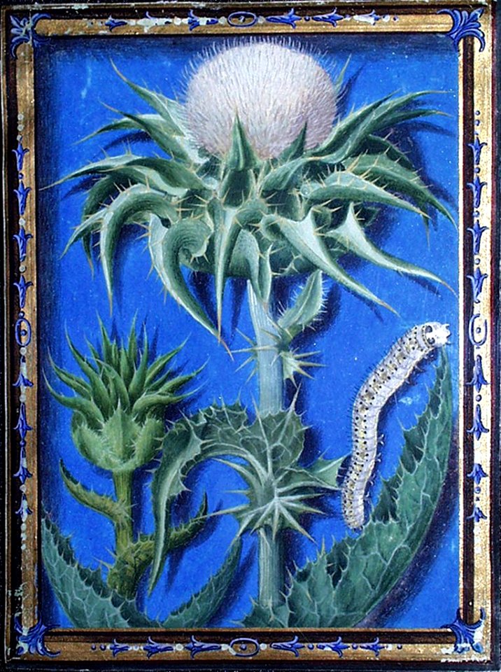 A Thistle and a Caterpillar by Jacques Le Moyne