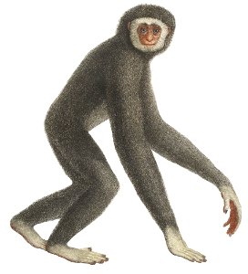 Le gibbon (white background)