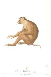 Le maimon