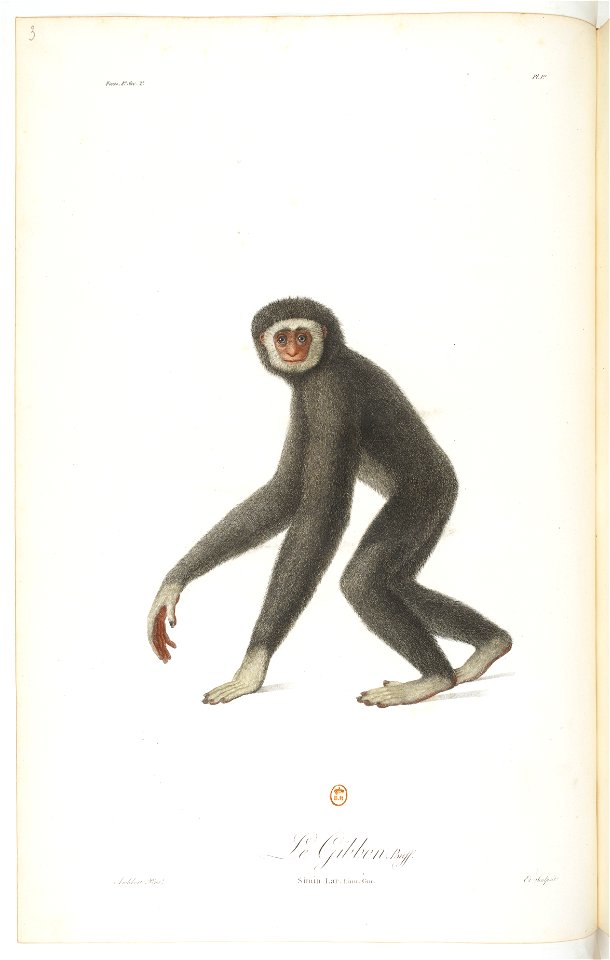 Le gibbon
