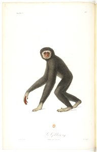 Le gibbon