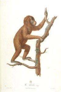 Le jocko