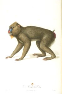 Le mandrill
