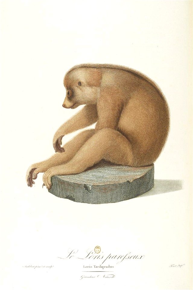 Le loris paresseux