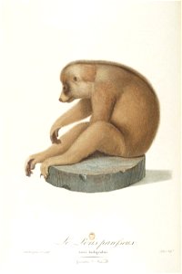 Le loris paresseux