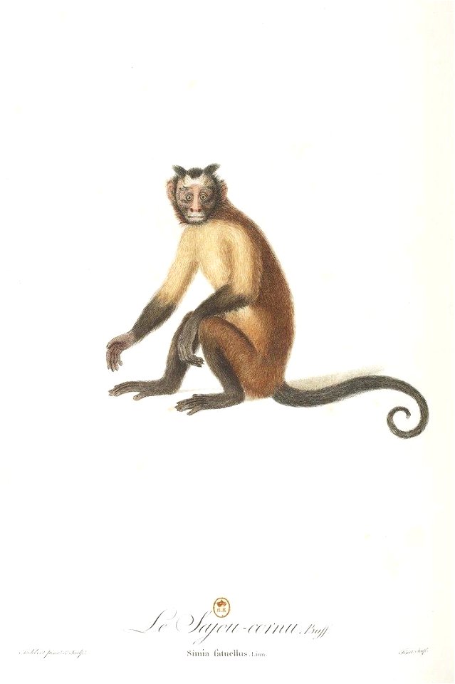 Le sajou-cornu