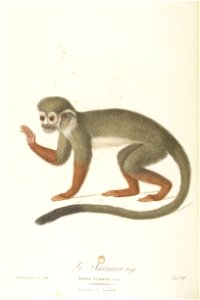 Le saïmiri