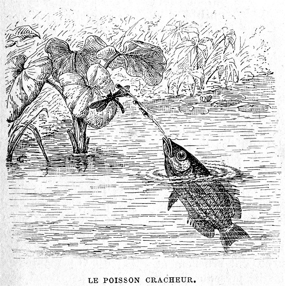 Le Petit Français ill Le poisson cracheur