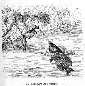 Le Petit Français ill Le poisson cracheur