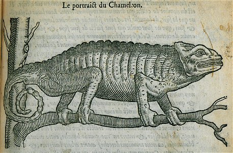 Le portrait du Chameleon - Belon Pierre - 1554