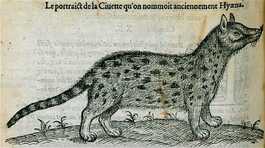 Le portrait de la Civette qu'on nommoit anciennement Hyaena - Belon Pierre - 1554