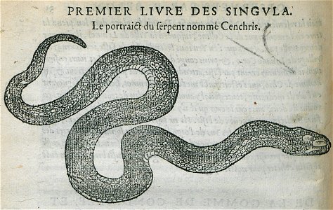 Le portrait du serpent nommé Cenchris - Belon Pierre - 1554