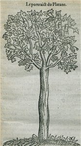 Le portrait du platane - Belon Pierre - 1554