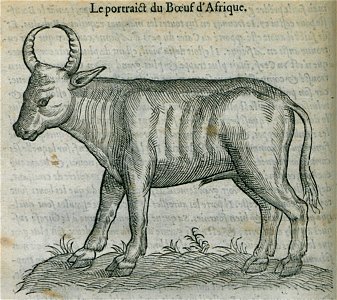 Le portrait du Boeuf d'Afrique - Belon Pierre - 1554
