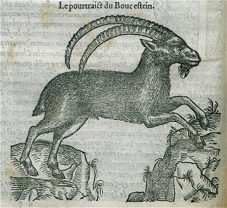 Le pourtrait du Bouc estein - Belon Pierre - 1554