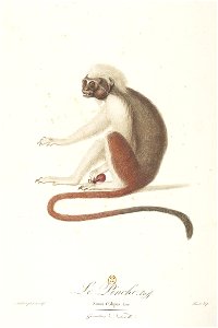 Le pinche