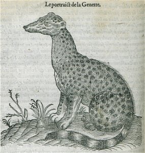 Le portrait de la Genette - Belon Pierre - 1554