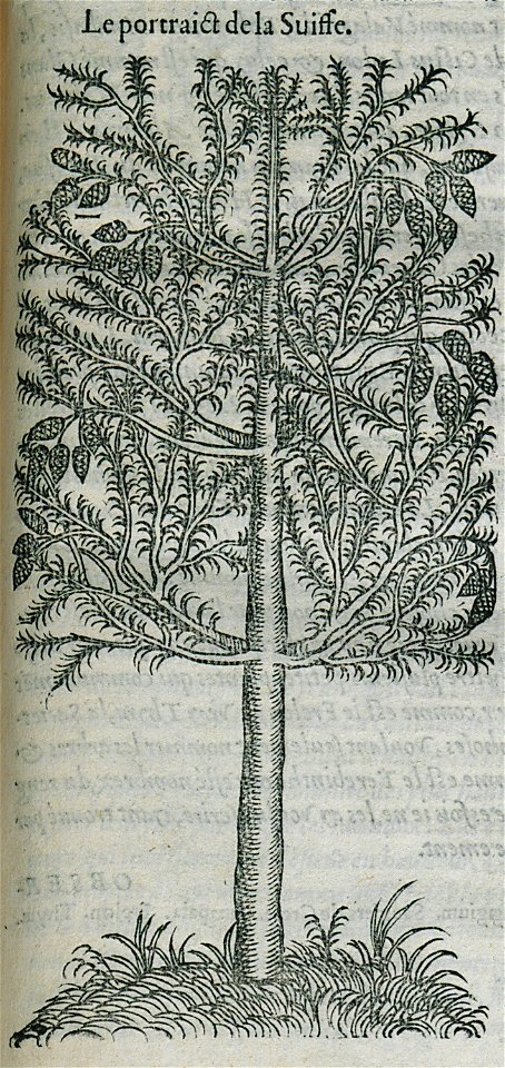 Le portrait de la Suisse - Belon Pierre - 1554