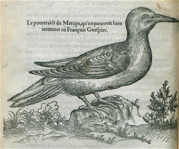 Le pourtrait du Merops, qu'on pourroi bien nommer en François Guespier - Belon Pierre - 1554