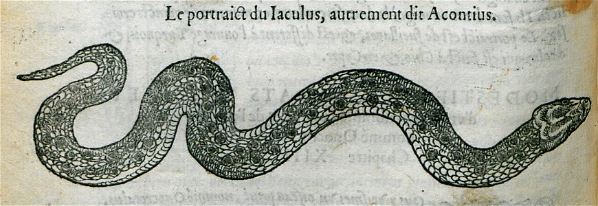 Le portrait du Iaculus, autrement dit Acontius - Belon Pierre - 1554