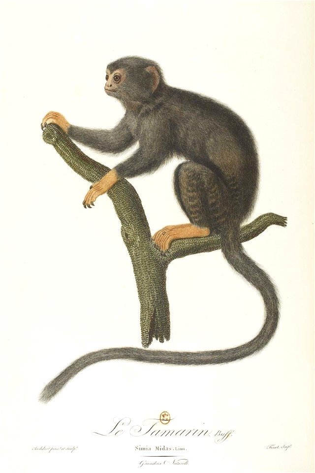 Le tamarin