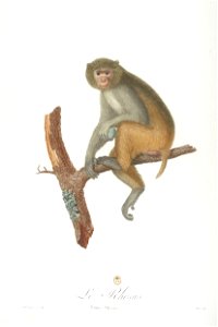 Le rhésus