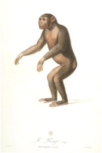 Le pongo