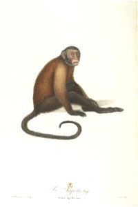 Le sajou