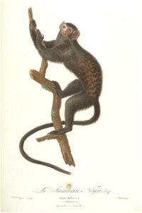 Le tamarin nègre