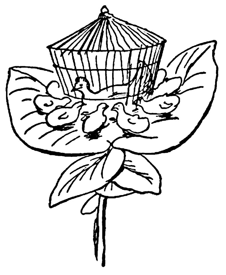 Lear - Enkoopia Chickabiddia