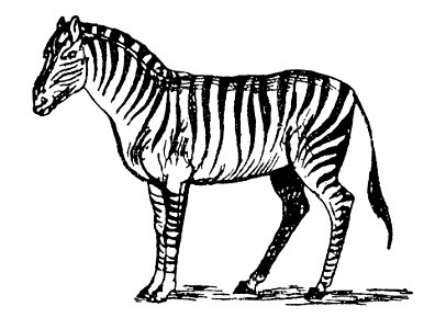 Lear 3 - Zebra