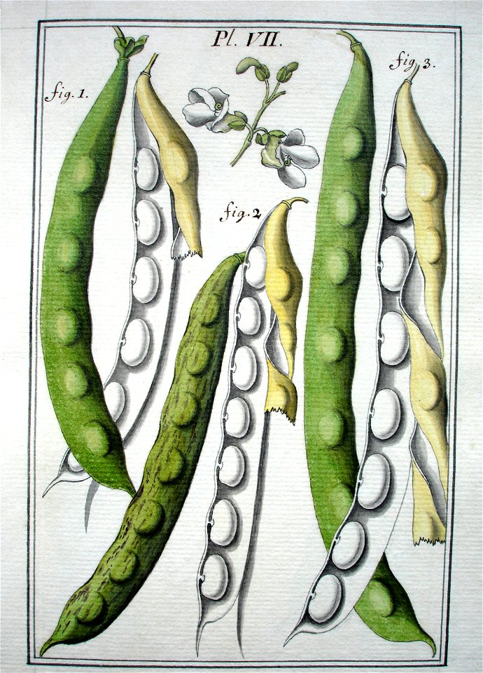 LeBerryais Haricots planche 07