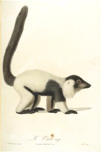 Le vari