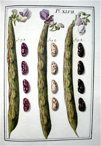 LeBerryais Haricots planche 47