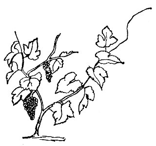 Lear 2 - Vine-small