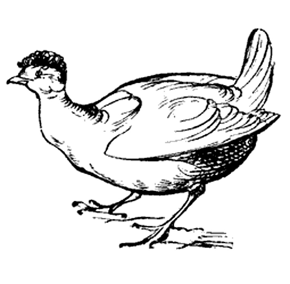 Lear 2 - Hen