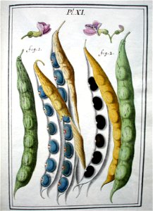 LeBerryais Haricots planche 11