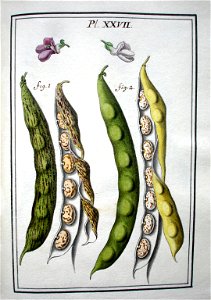 LeBerryais Haricots planche 27