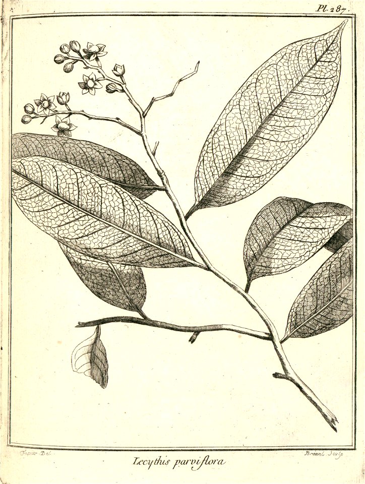 Lecythis parviflora Aublet 1775 pl 287