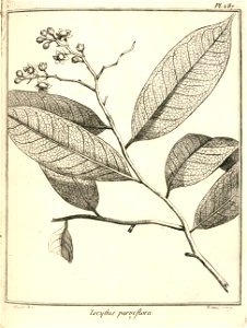 Lecythis parviflora Aublet 1775 pl 287