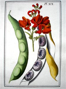 LeBerryais Haricots planche 19